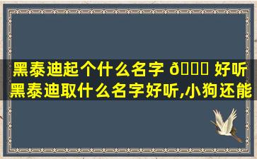 黑泰迪起个什么名字 🐕 好听（黑泰迪取什么名字好听,小狗还能听懂）